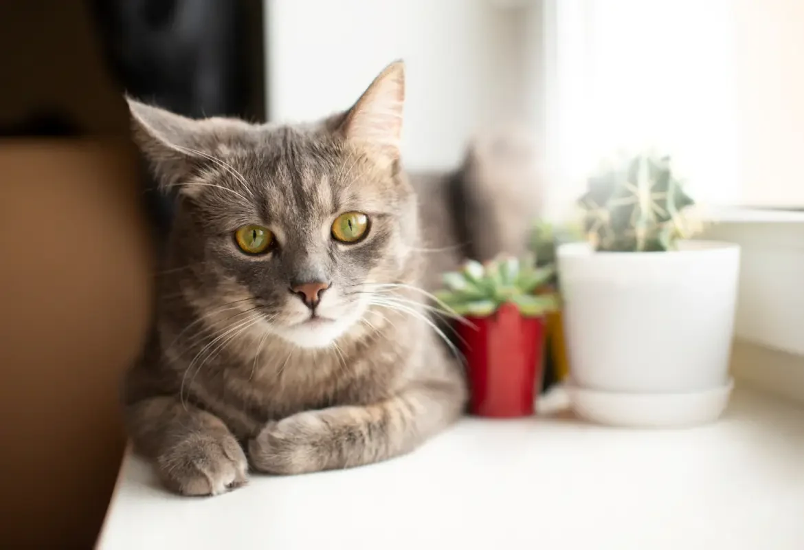 Healthy Foods to Feed Your Cat