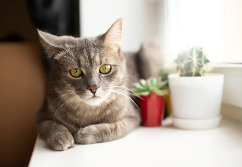 Healthy Foods to Feed Your Cat