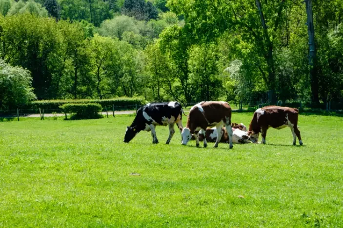 Common Cattle Diseases