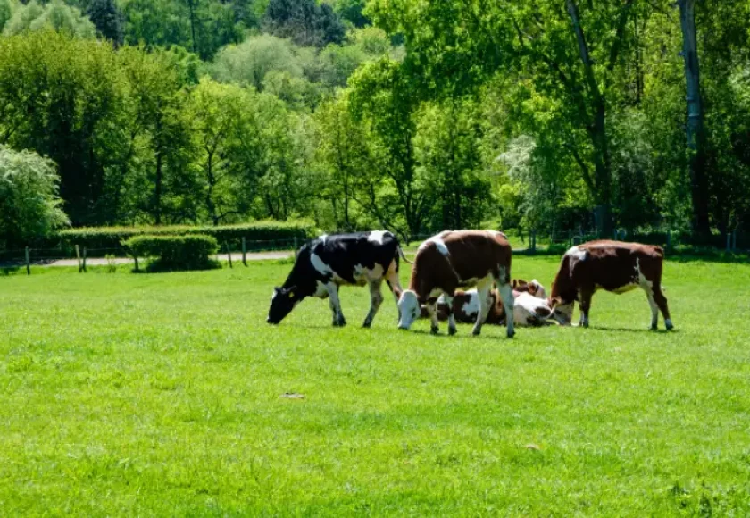 Common Cattle Diseases