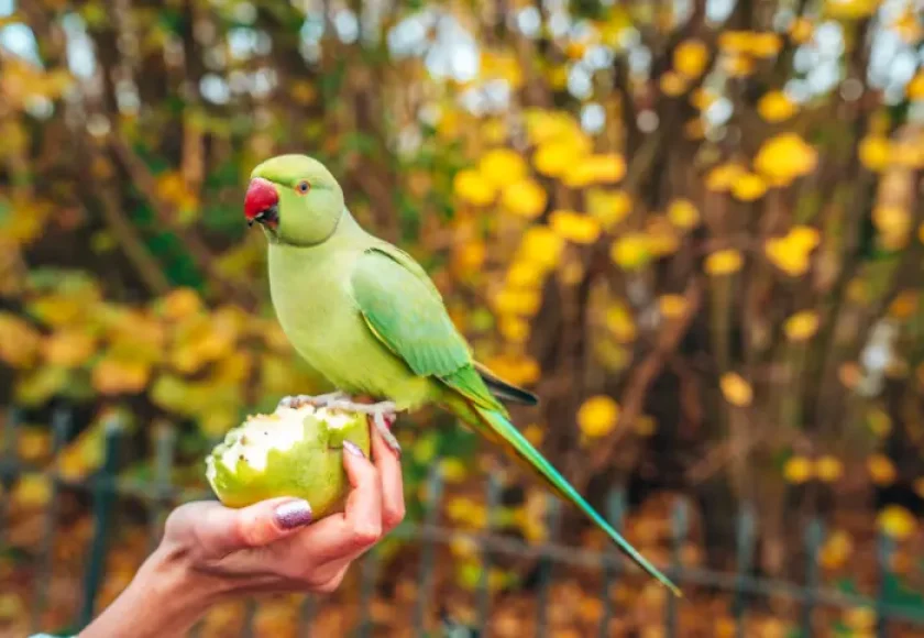 parrot diseases