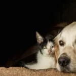 How Pet Insurance Helps Manage Chronic Illnesses in Pets