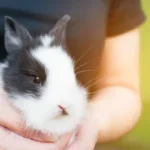 Common Rabbit Diseases: Prevention and Care