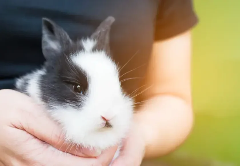 common rabbit diseases