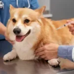 A Complete Guide to Vaccination in Dogs for Optimal Health