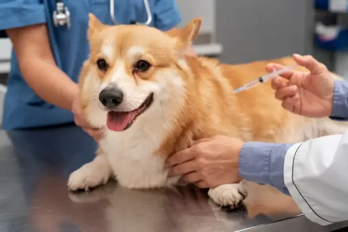 vaccination in dogs