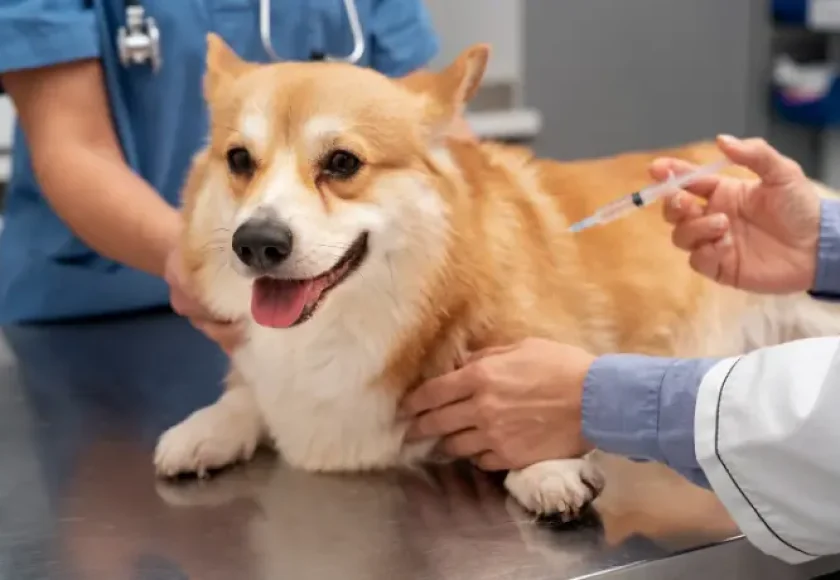 vaccination in dogs