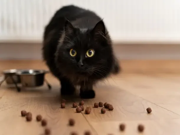 cat eating food