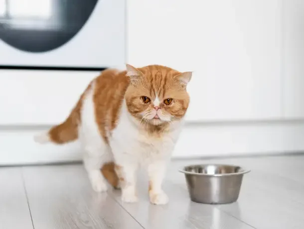 cat eating food