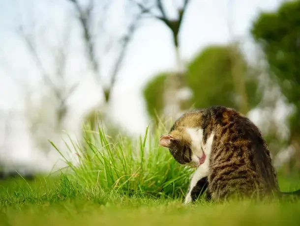 cat eating grass 1