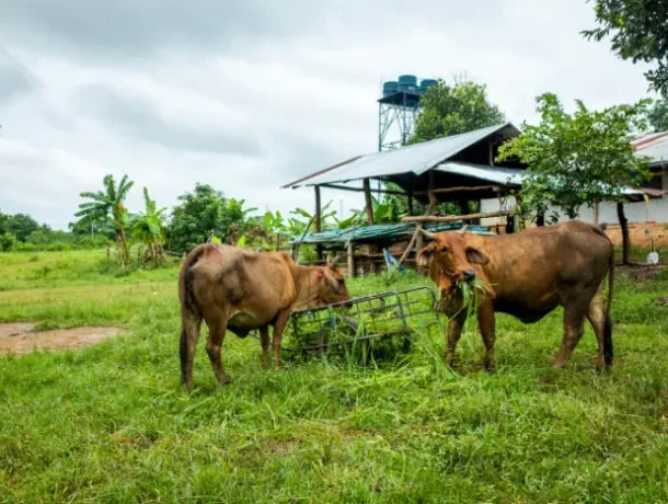 common cattle diseases