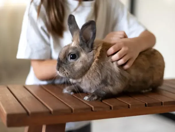 common rabbit diseases