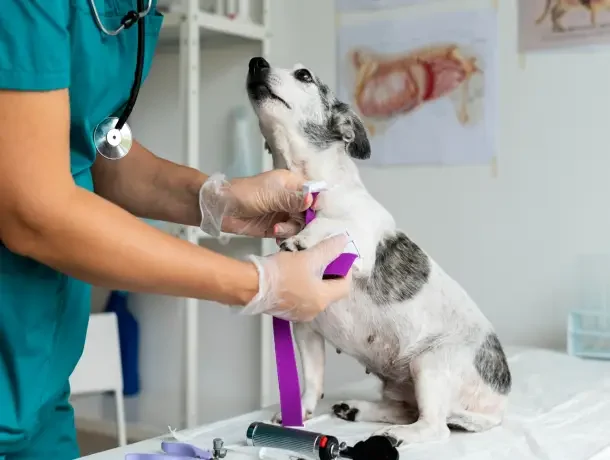dog diseases care 1