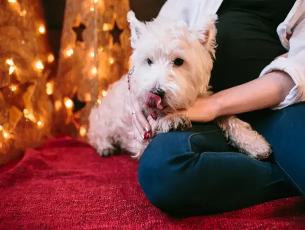 Effects of Crackers on Pets