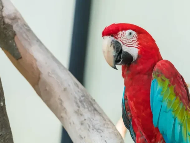 parrot diseases