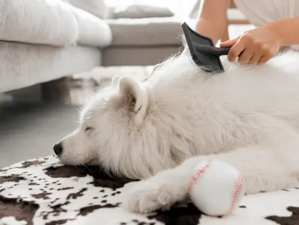 shedding in dogs