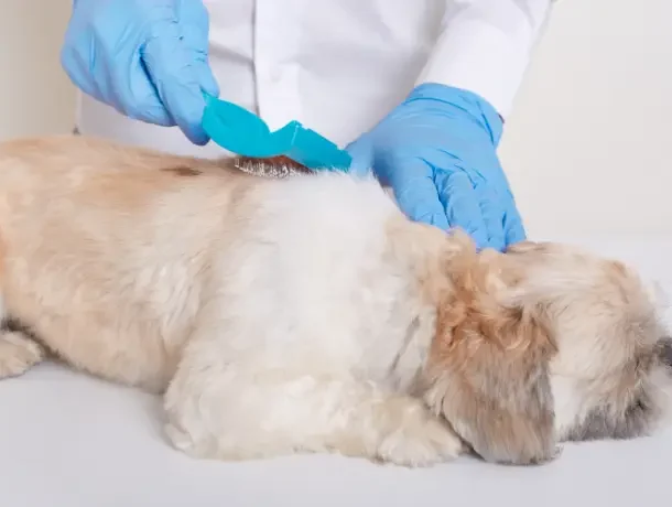 vaccination in dogs 1