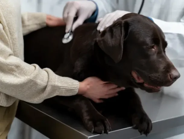 vaccination in dogs 2